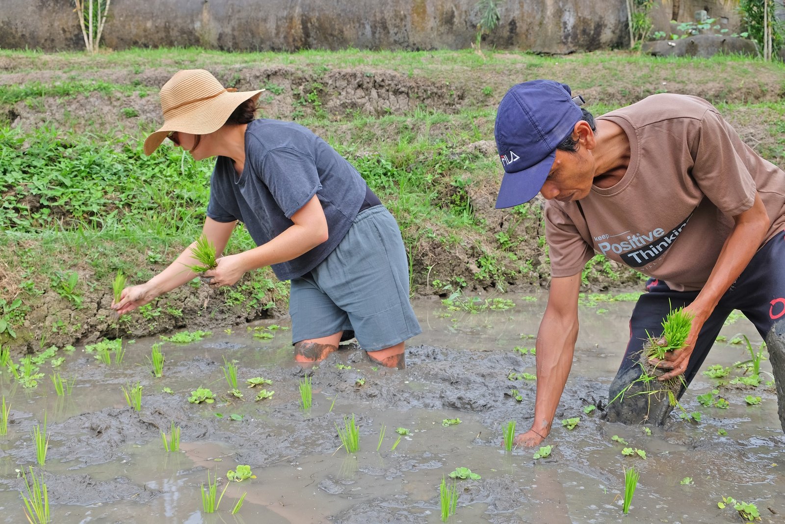 Rice Paddies Planting