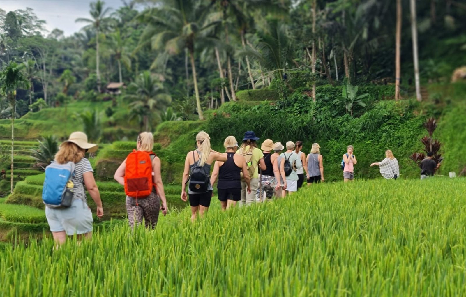 Rice Field Trekking
